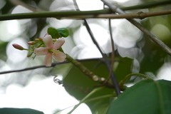 Jatropha integerrima